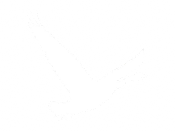 Flying Goose
